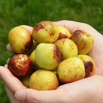 你還在買糖精泡過的冬棗嗎?挑選冬棗一定要記住這三點