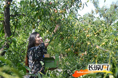 小長(zhǎng)假有好去處 2017黃驊冬棗采摘旅游活動(dòng)啟動(dòng)