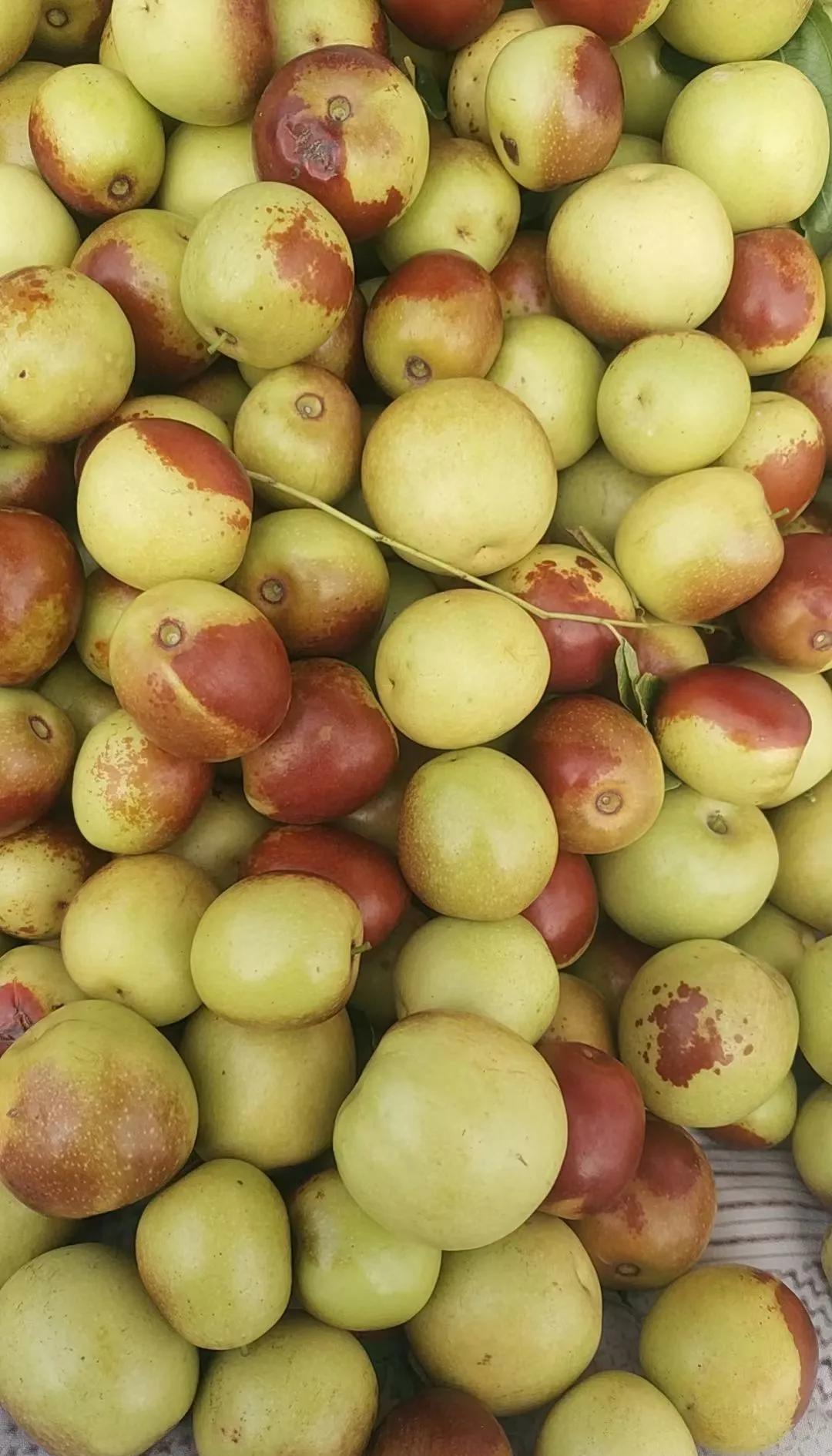 咬一口就上頭！黃驊冬棗甜到心坎里